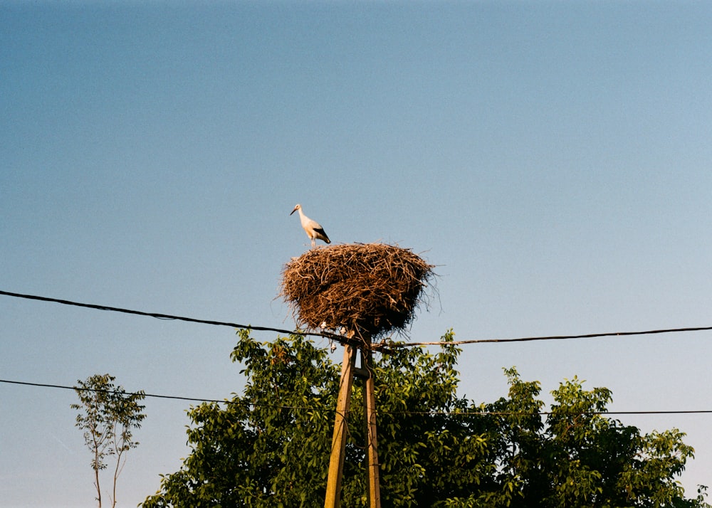 a bird sitting on top of a nest on top of a pole
