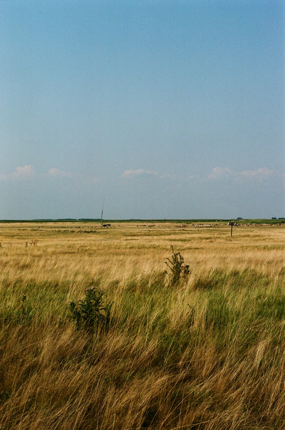 a field of grass with a giraffe in the distance