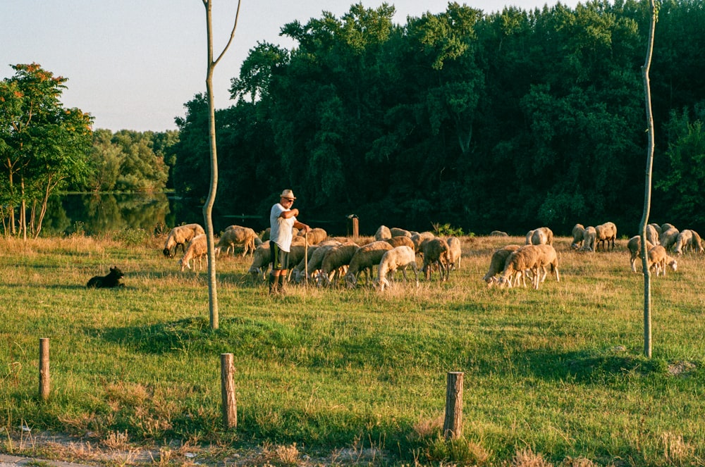 a man herding sheep in a field with trees in the background