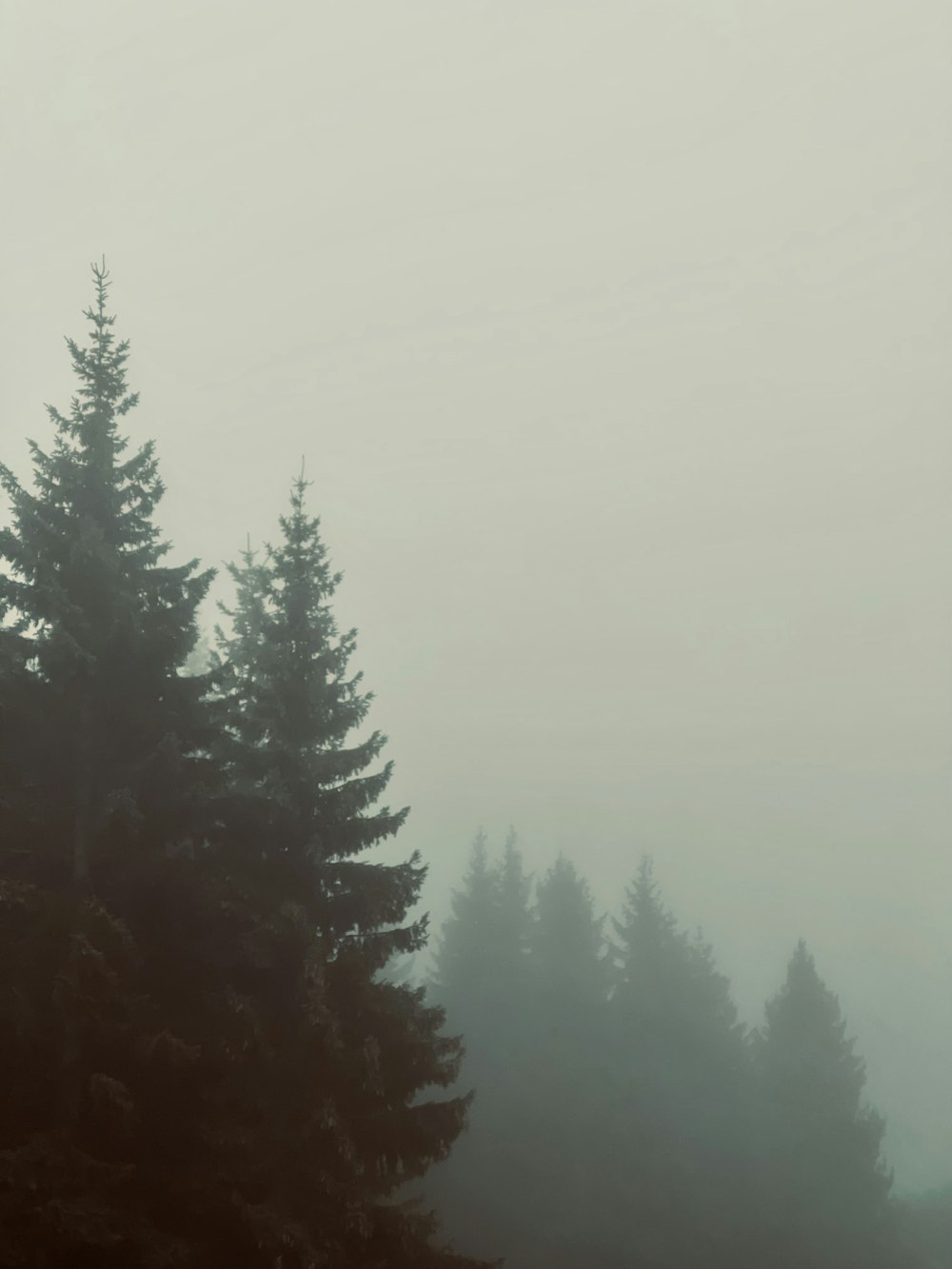 a foggy forest filled with lots of trees