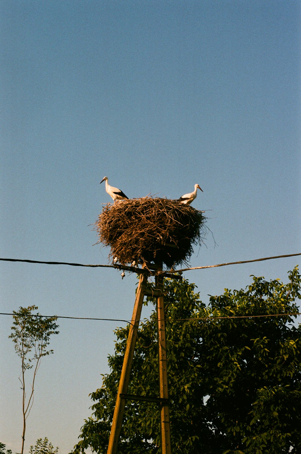 two birds are sitting on top of a nest