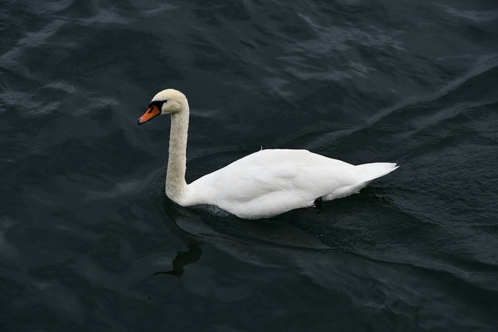 a white swan floating on top of a body of water