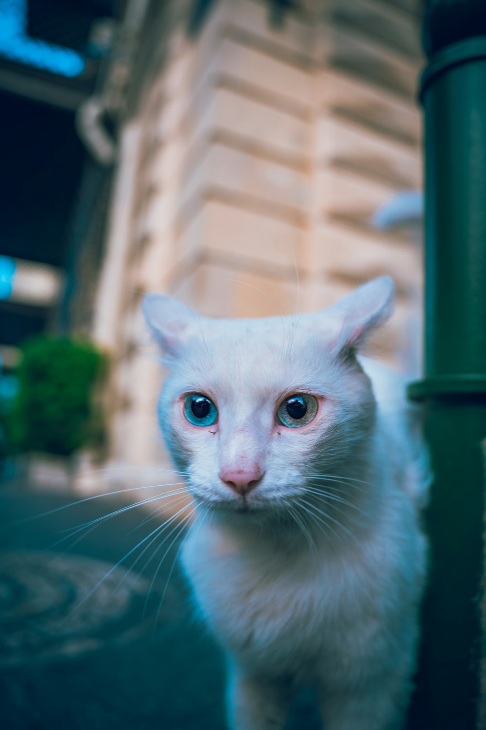 a white cat with blue eyes standing next to a pole
