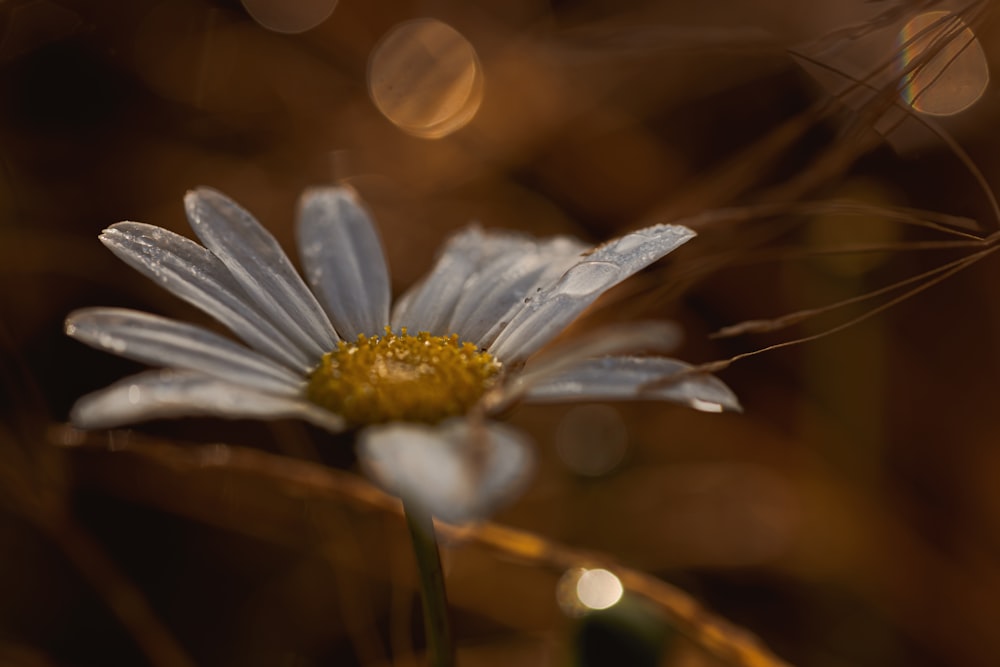 a close up of a flower with a blurry background