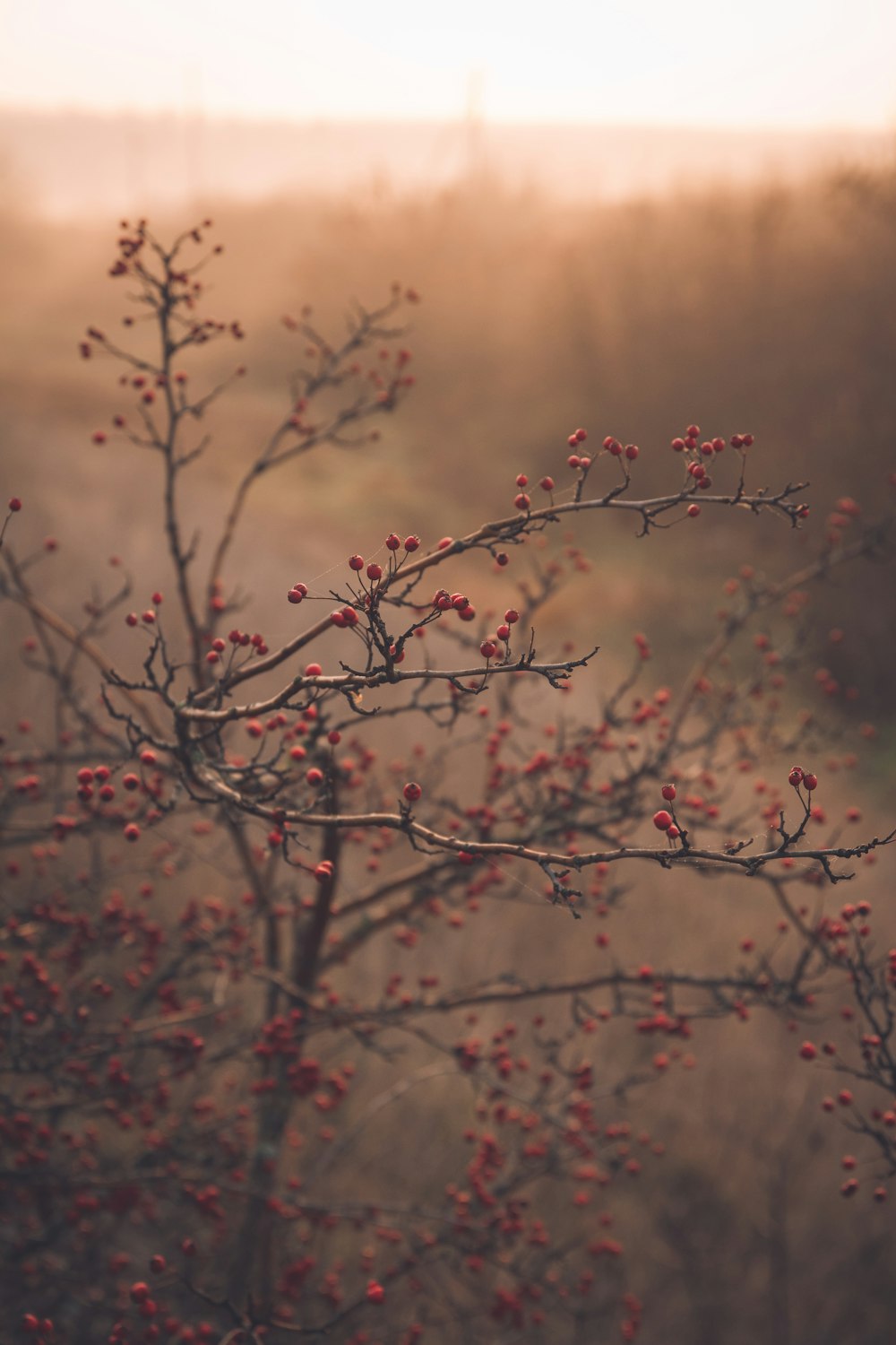 a close up of a tree