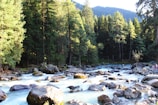 a river running through a forest filled with lots of rocks