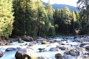 a river running through a forest filled with lots of rocks