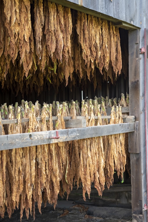 a barn filled with lots of dried plants