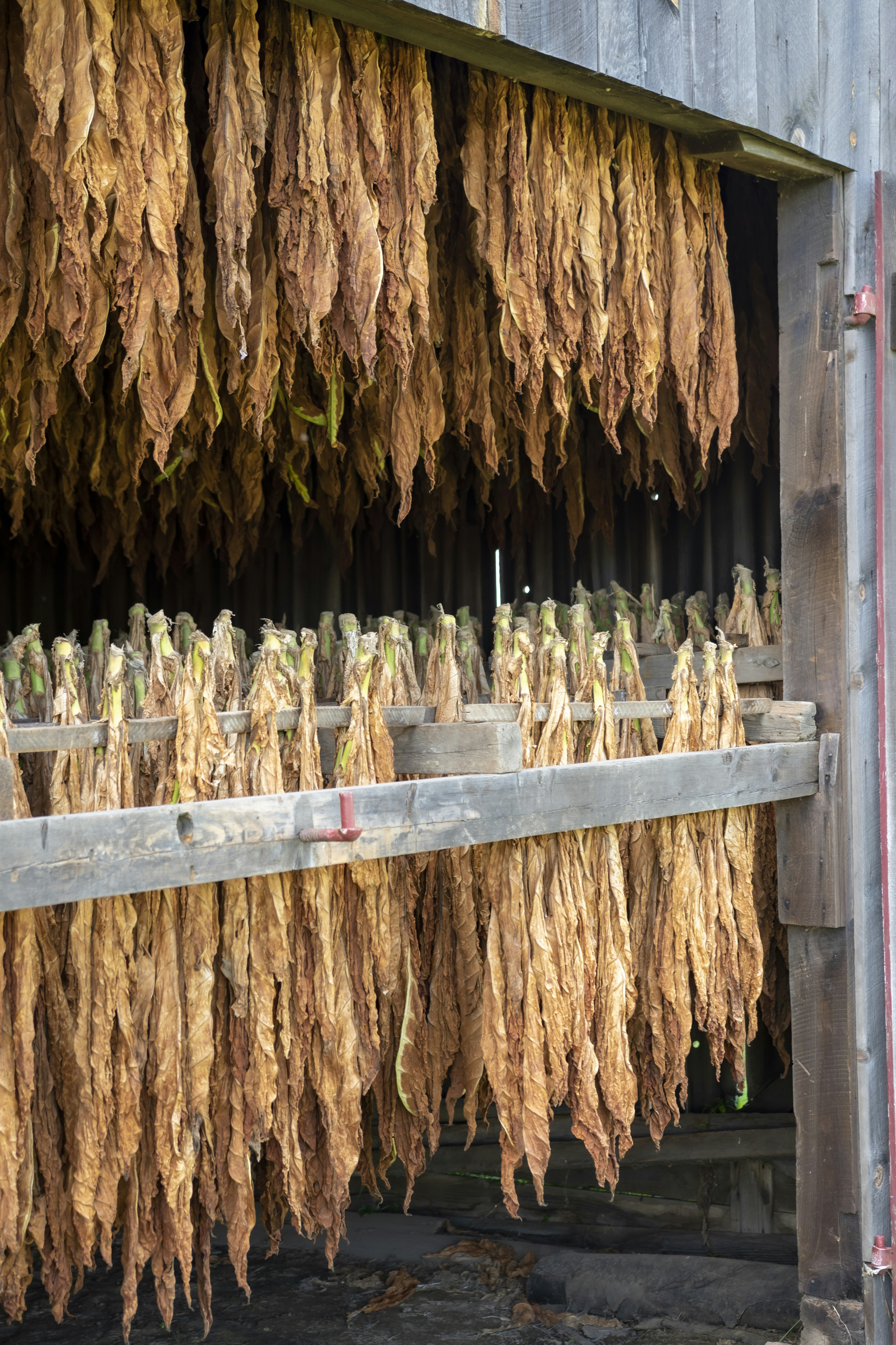 Doors and side slats wide open for air to enter and dry Broadleaf tobacco hanging from lathes, in a typical 19th century style tobacco shed in Connecticut River Valley (this shed near Rye Street in South Windsor).