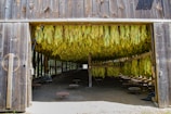 a barn with a bunch of bananas hanging from the roof