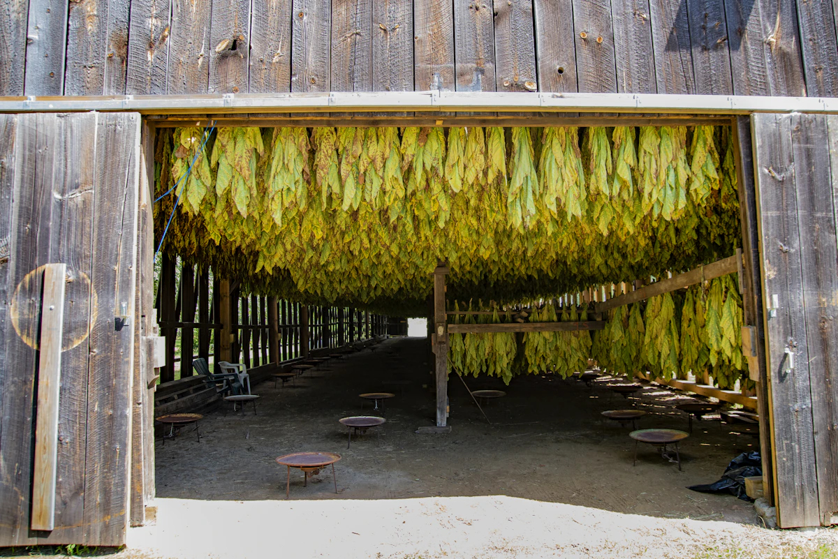 Hanging cured tobacco leaves in a darkened curing barn
