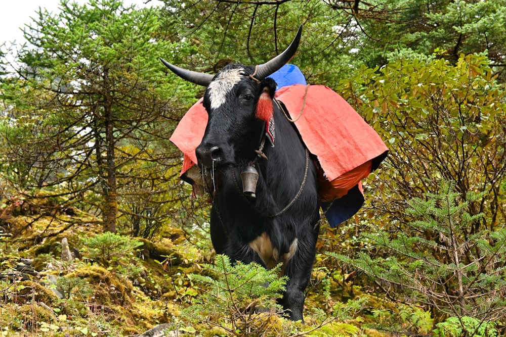 a black cow with a red and blue bag on its back