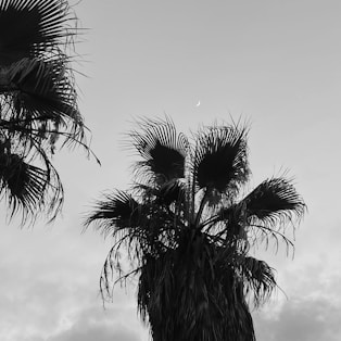 a black and white photo of a palm tree