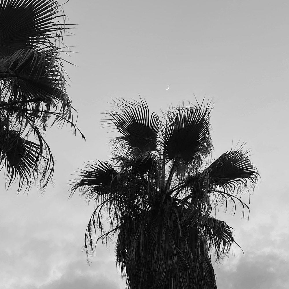 a black and white photo of a palm tree