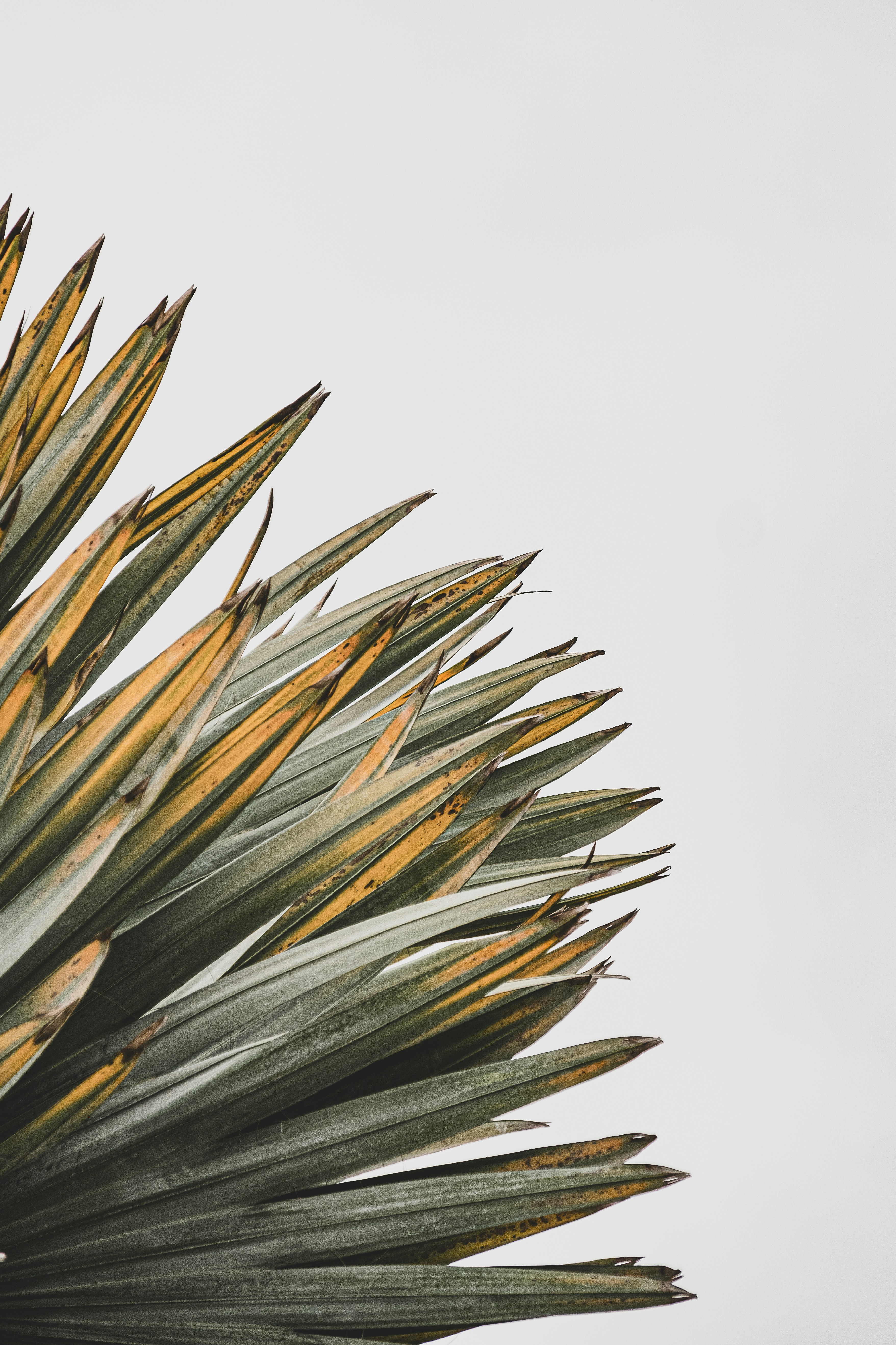 Photo by big_picture