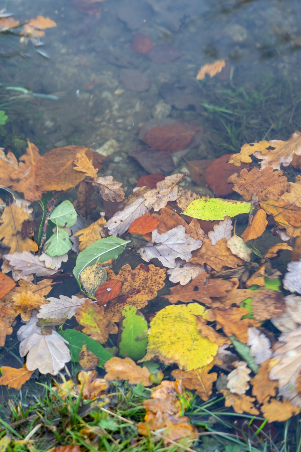 a bunch of leaves floating on top of a body of water
