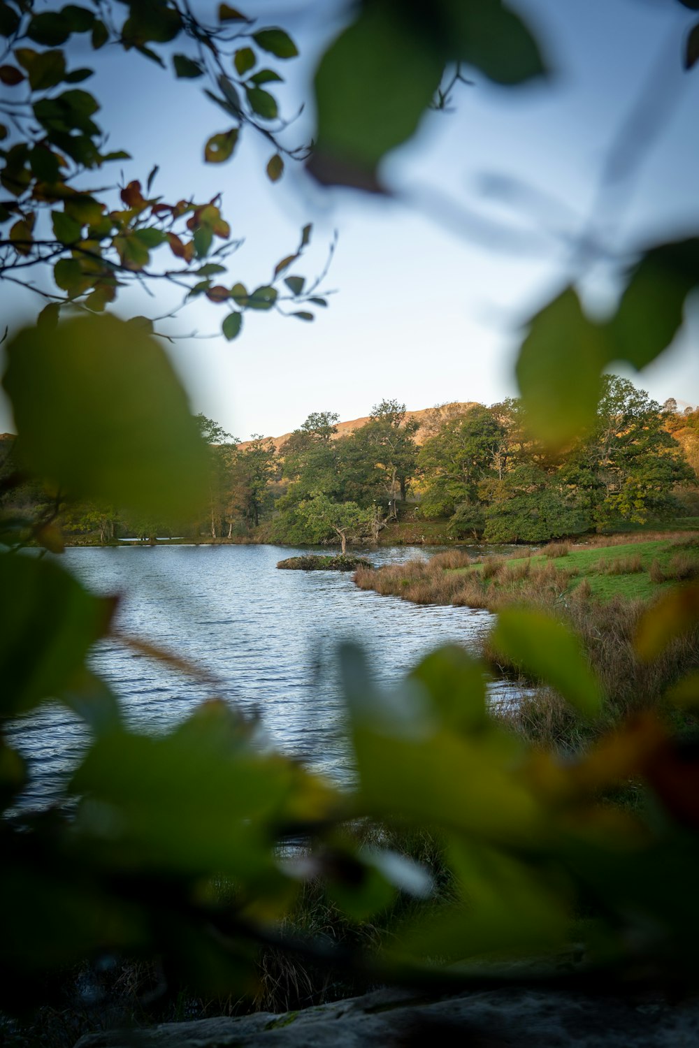 uno specchio d'acqua circondato da alberi ed erba