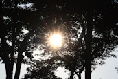 Sunlight streaming through trees around the Dharampur center, symbolizing hope.