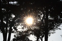 Sunlight streaming through trees around the Dharampur center, symbolizing hope.