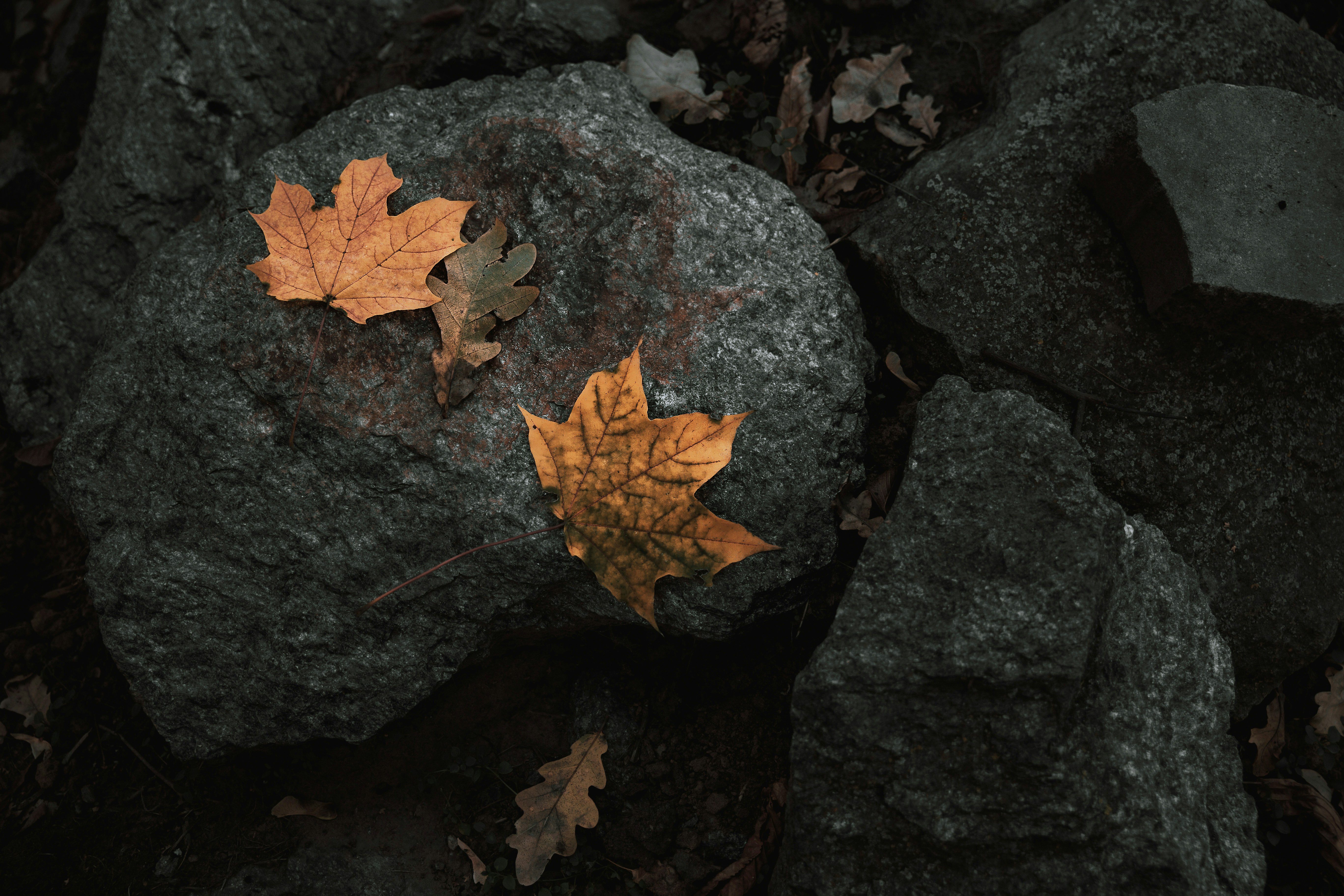a couple of leaves that are on some rocks