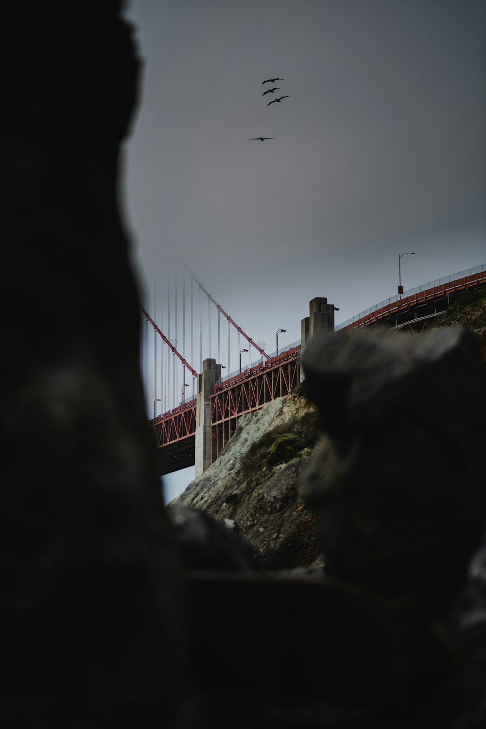 a group of birds flying over the golden gate bridge