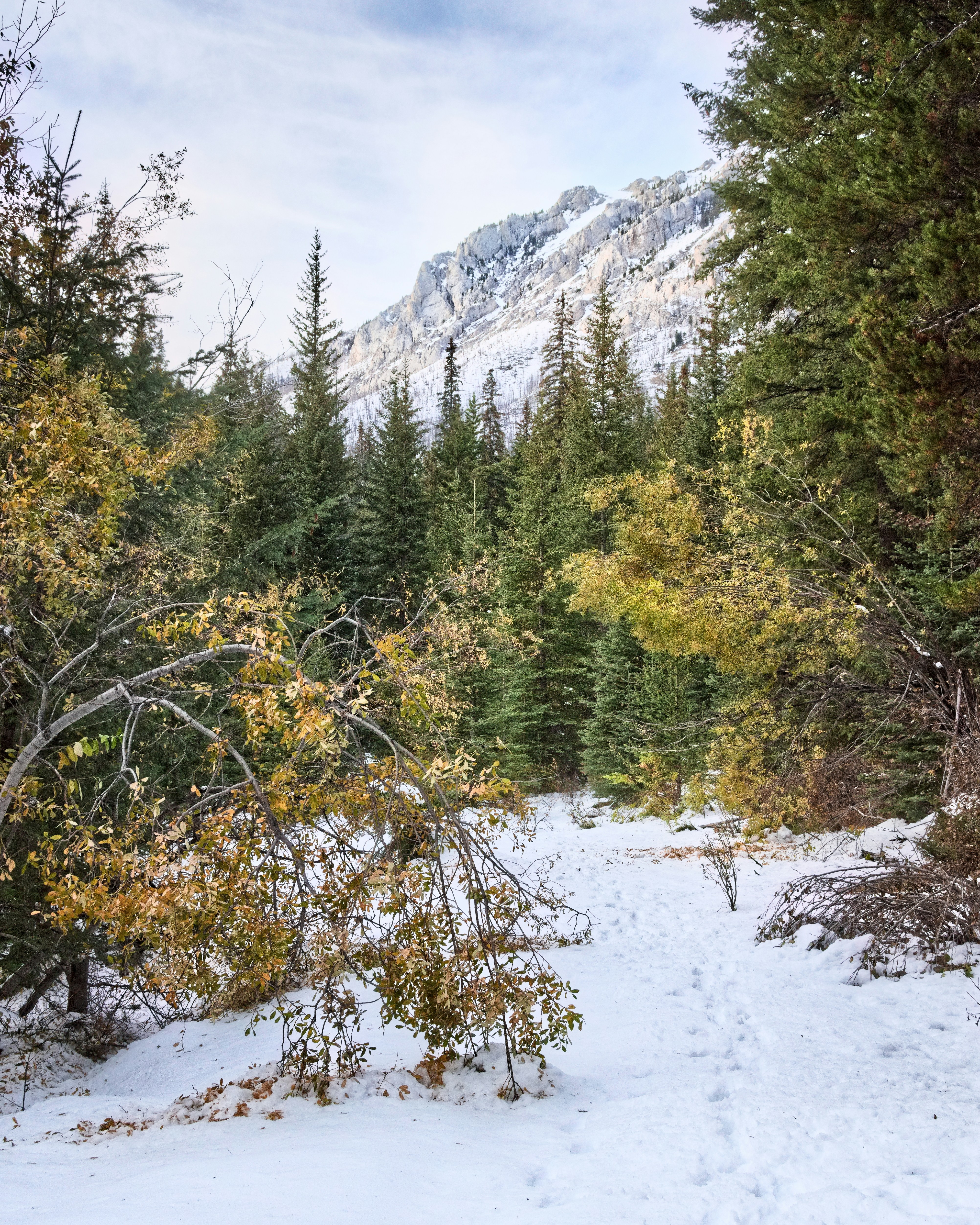 une forêt enneigée avec une montagne en arrière-plan