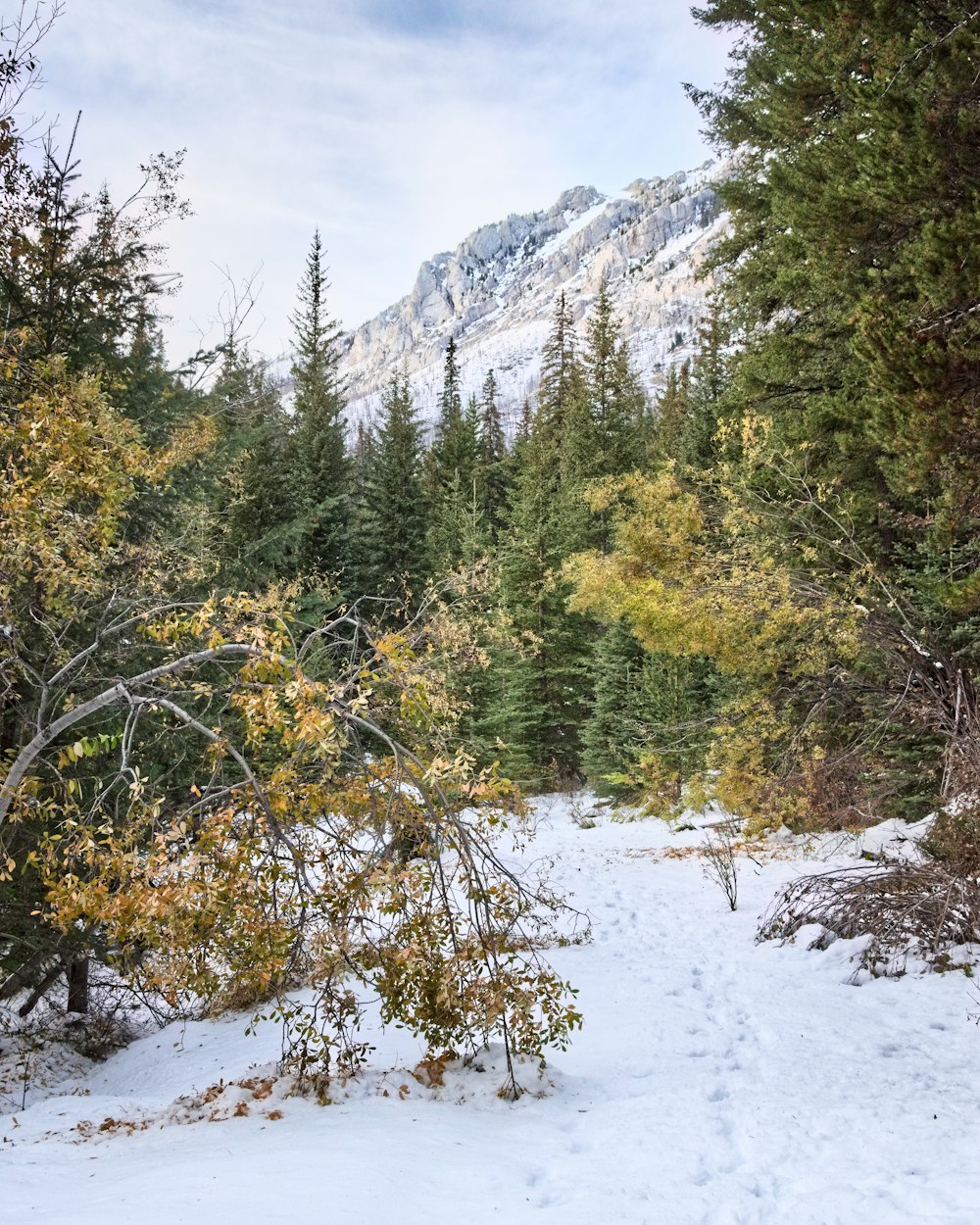 Ein schneebedeckter Wald mit einem Berg im Hintergrund