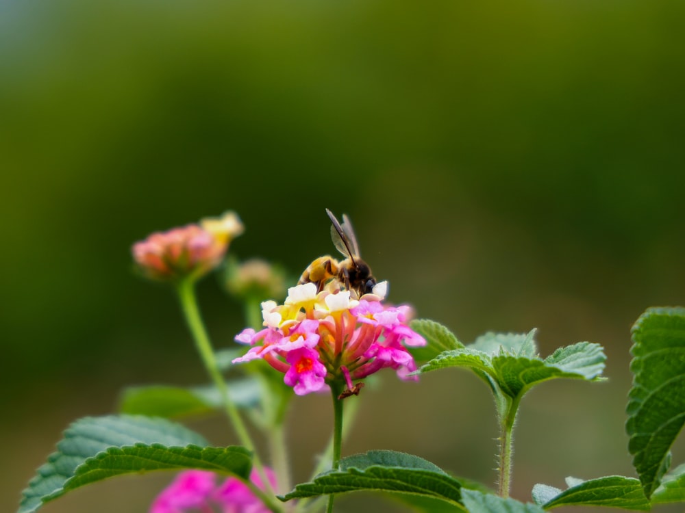 a bee sitting on top of a pink flower