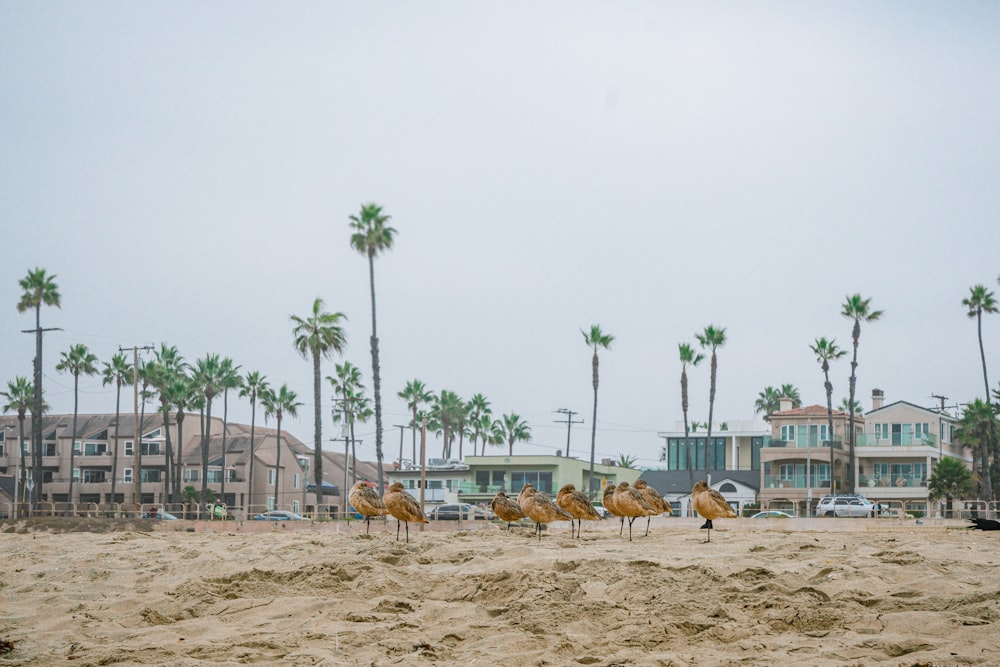 Un groupe d’oiseaux debout au sommet d’une plage de sable