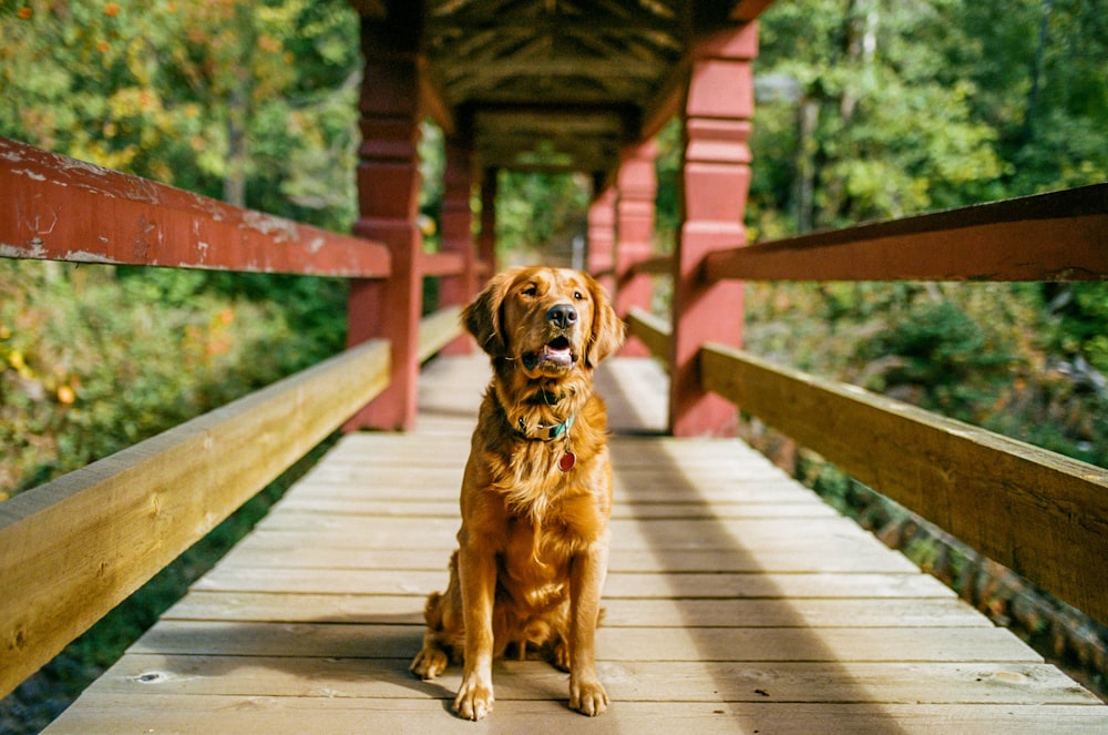 Un cane è seduto su un ponte di legno