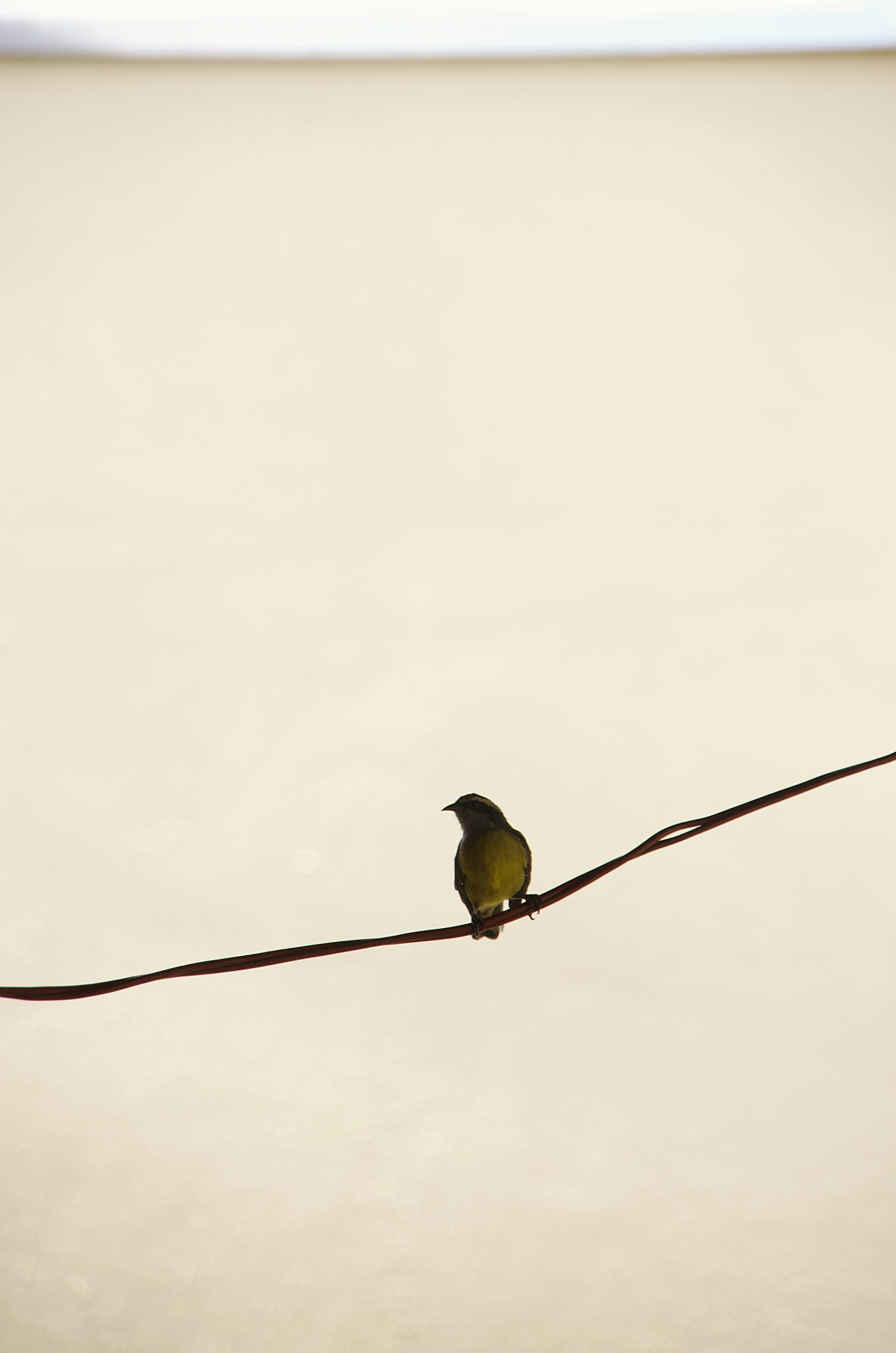 Un pequeño pájaro sentado encima de un cable