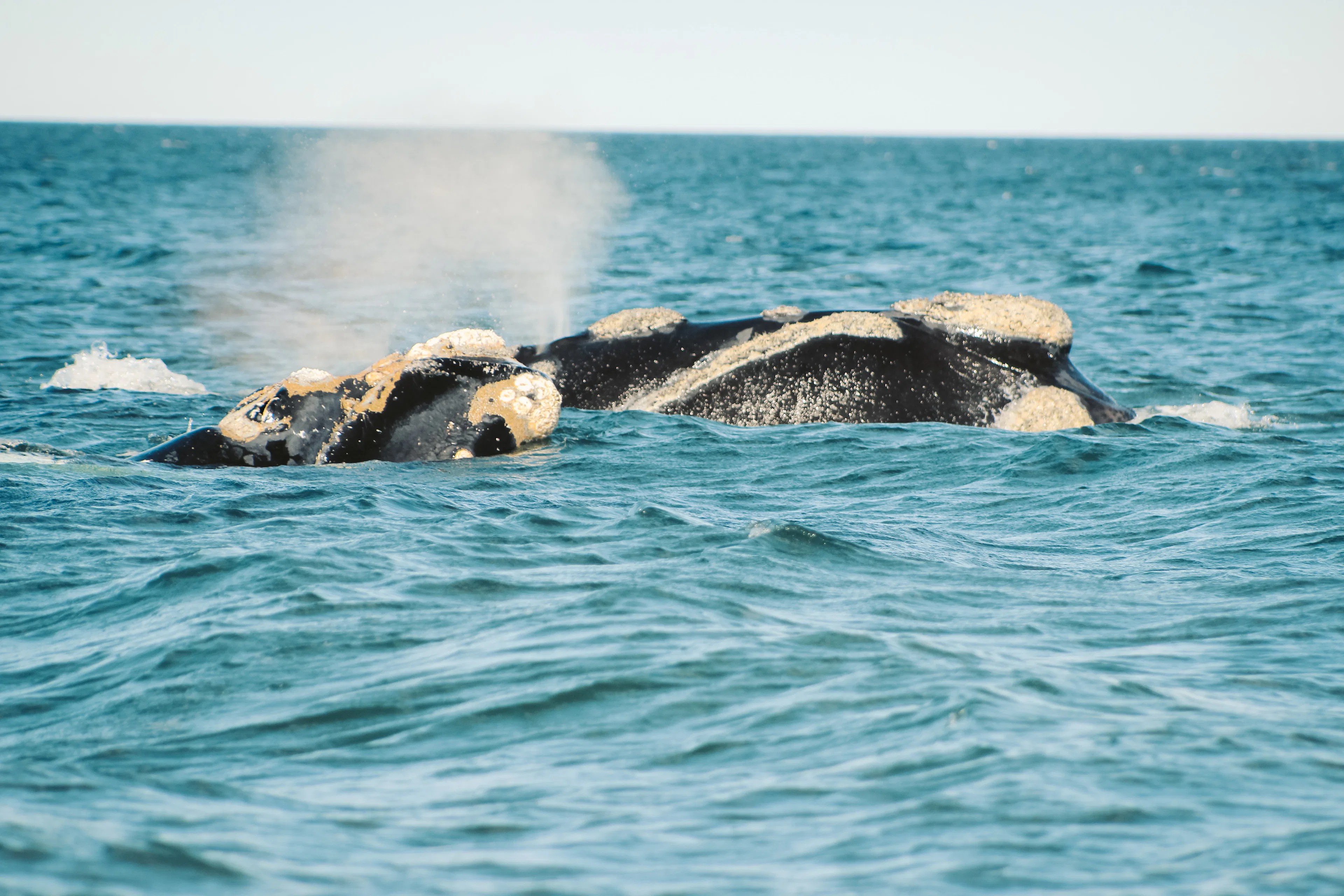 Ballena franca austral resoplando en el mar turquesa de la costa patagónica