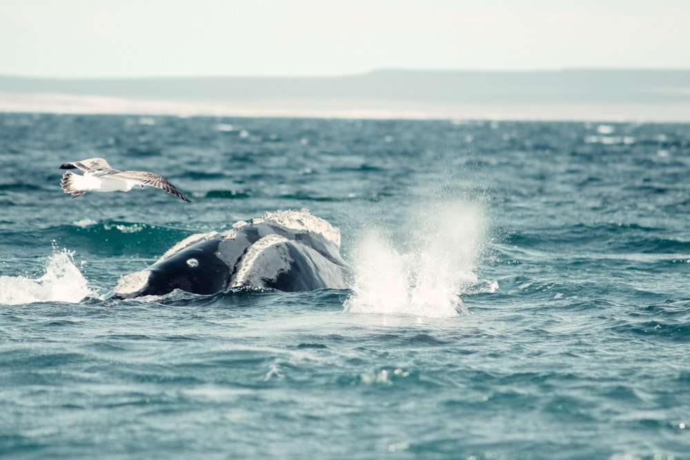 a bird flying over a humpback whale in the ocean