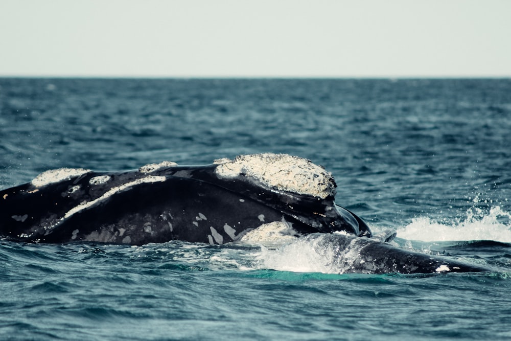 a humpback whale is swimming in the ocean