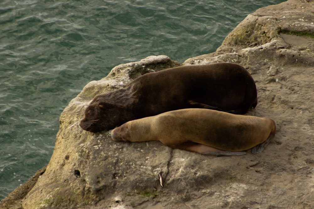 a couple of animals that are laying on some rocks