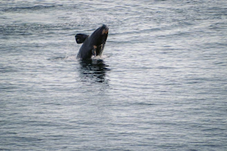 a whale is swimming in the water