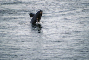 a whale is swimming in the water