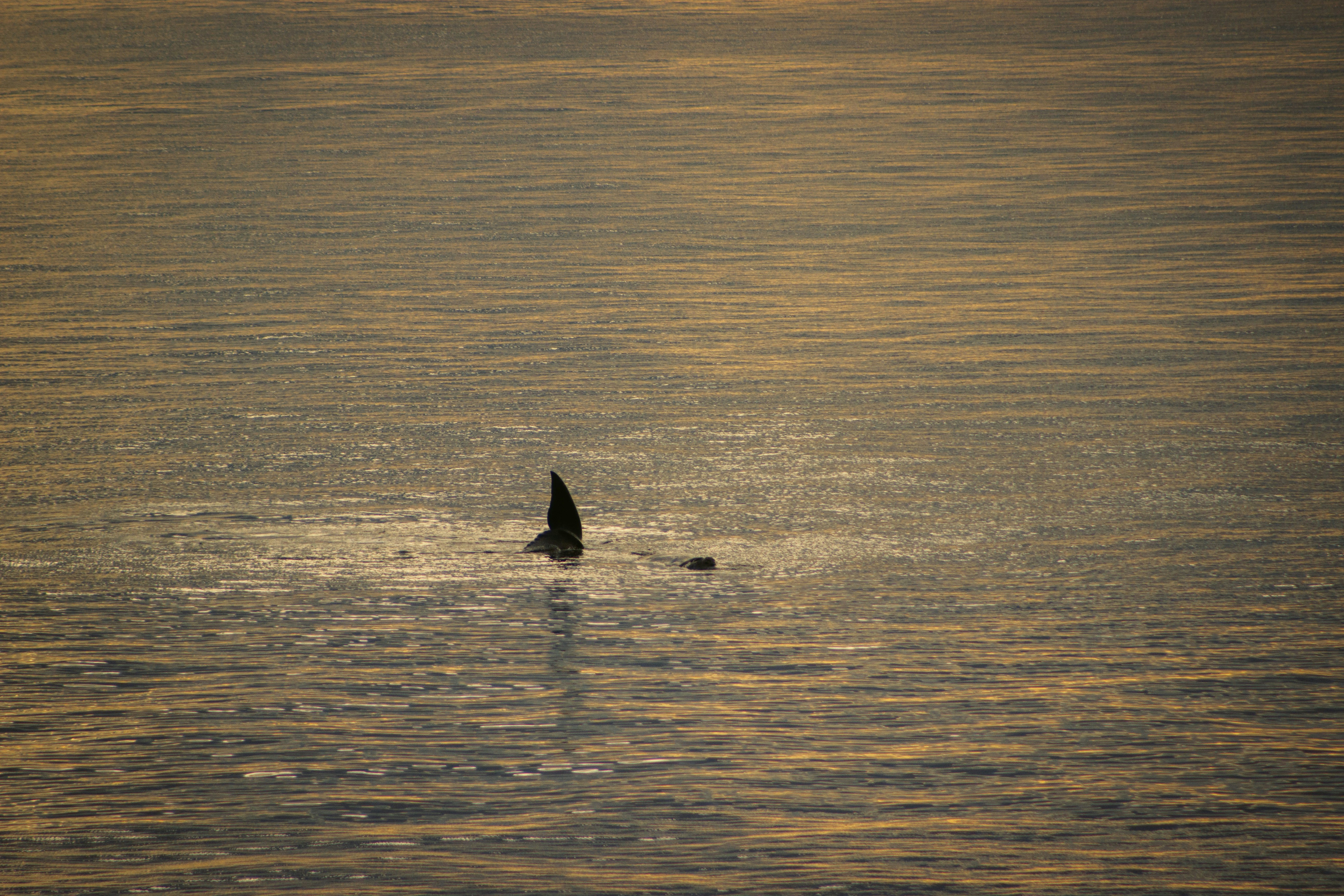 A whale in Patagonia, Argentina.