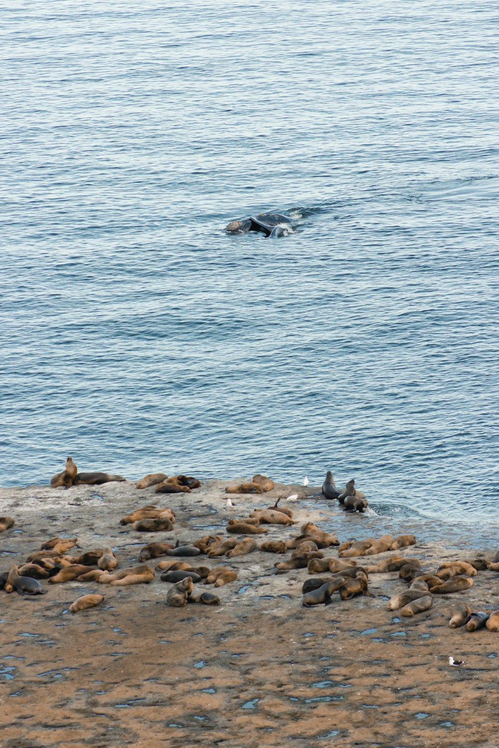 a group of sea lions swimming in the ocean
