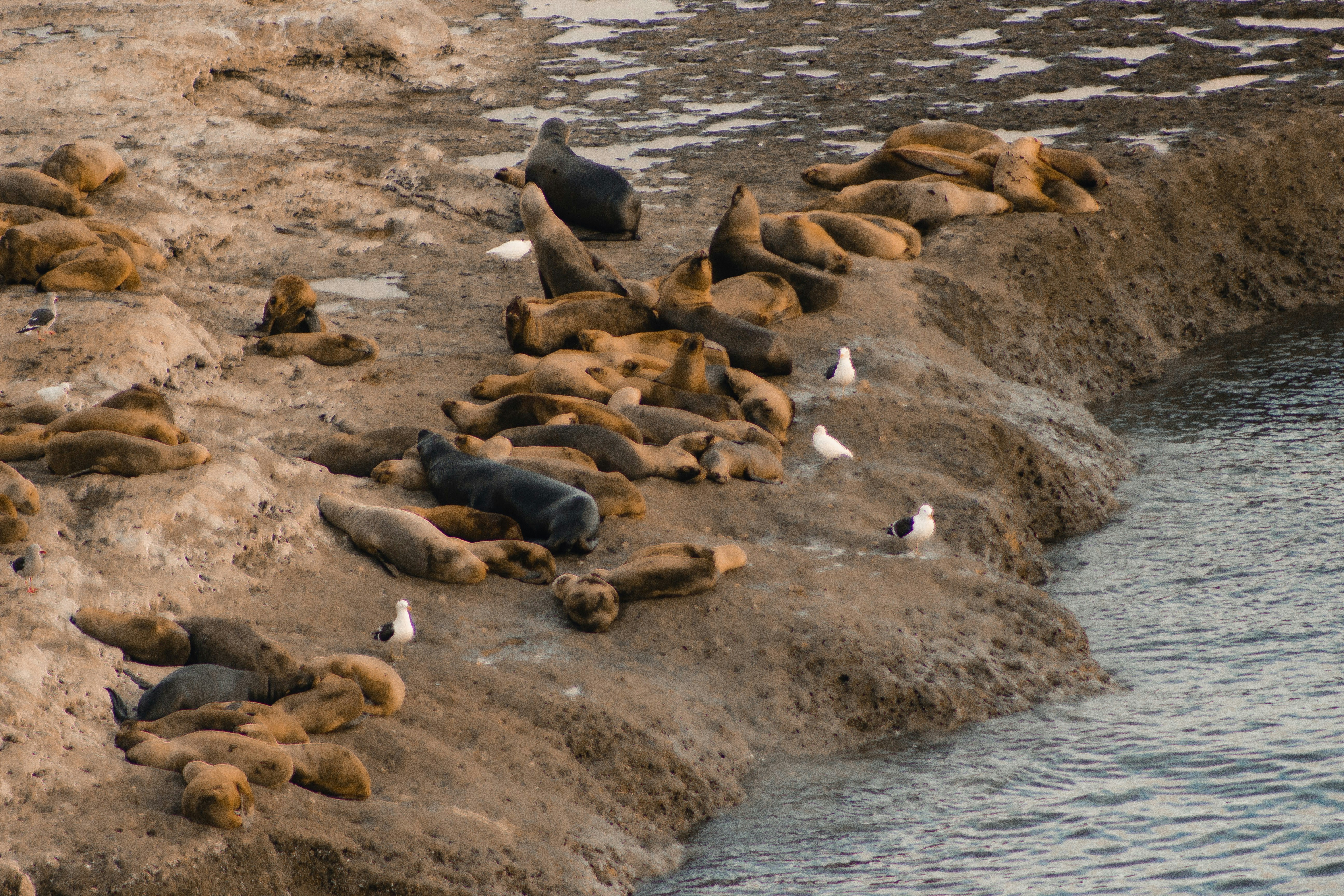 a group of sea lions and seagulls laying on the beach, A family of seals in the coast of Argentina.