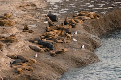 a group of sea lions and seagulls laying on the beach