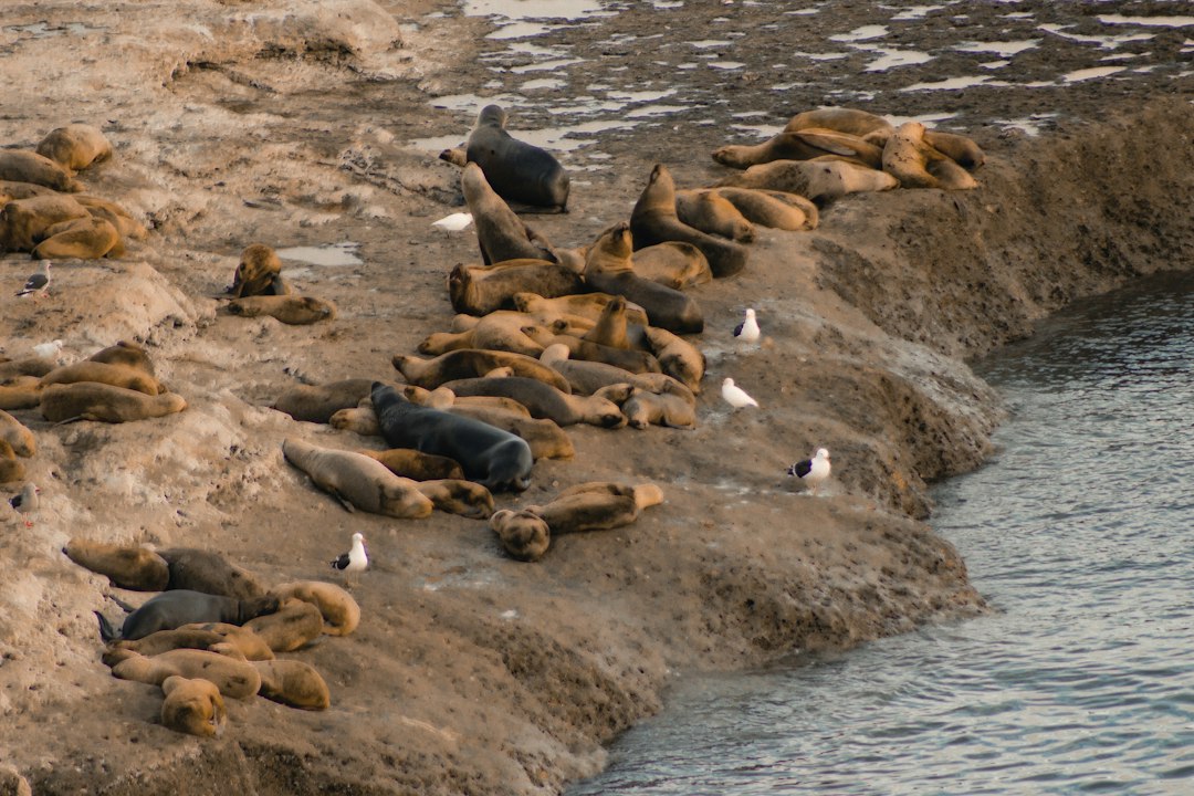 a group of sea lions and seagulls laying on the beach, A family of seals in the coast of Argentina.