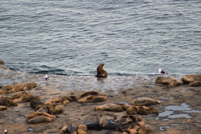 a group of sea lions laying on top of a beach