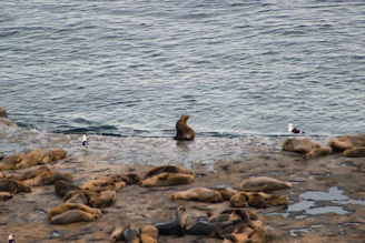 a group of sea lions laying on top of a beach