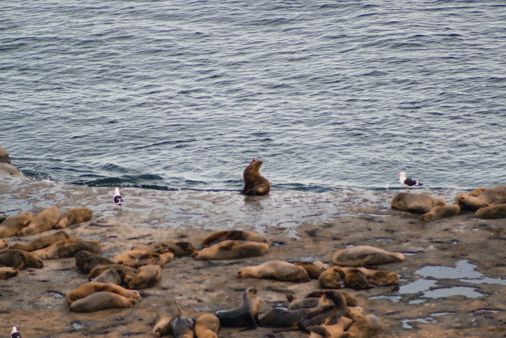 a group of sea lions laying on top of a beach