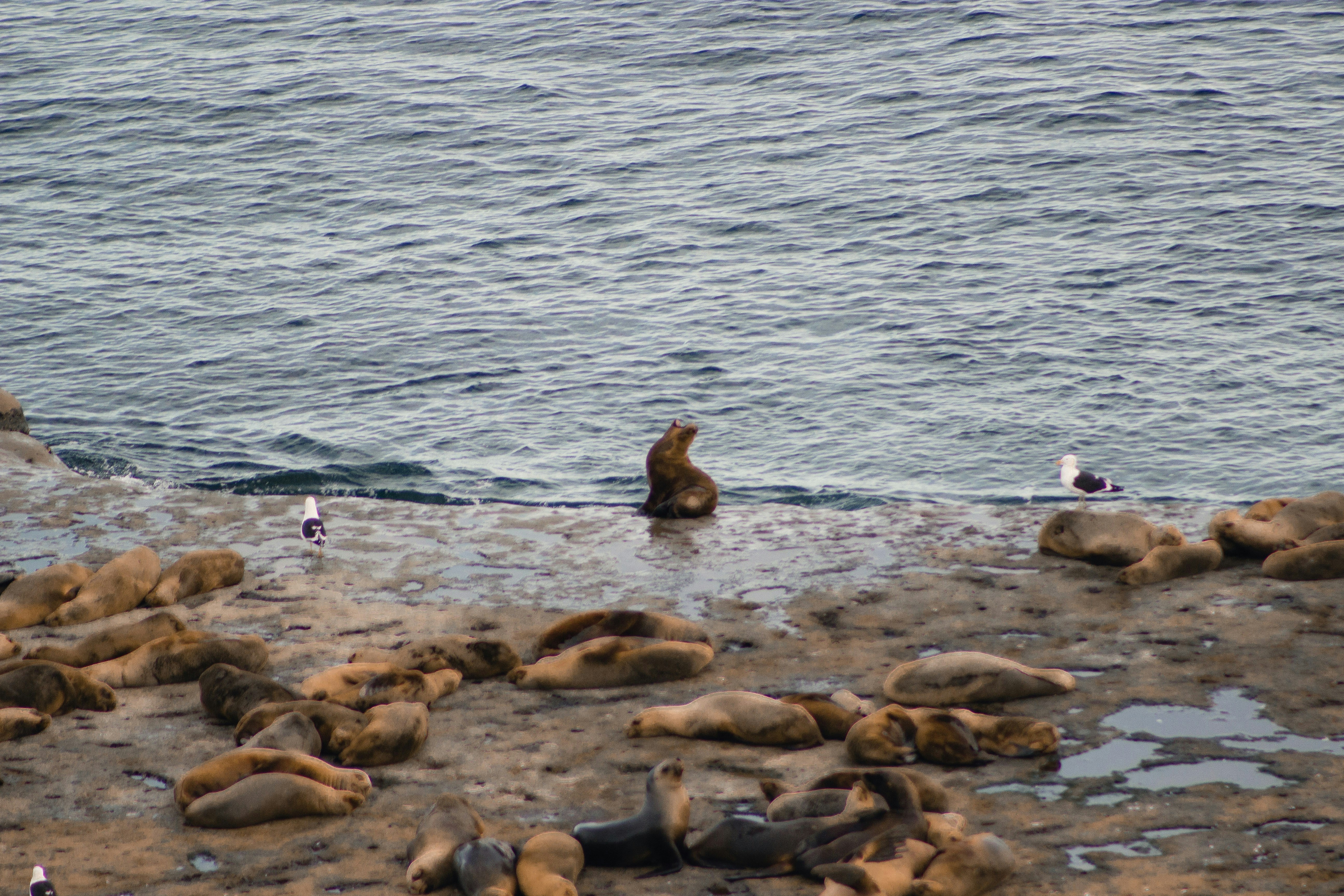 A seal lion near the ocean.