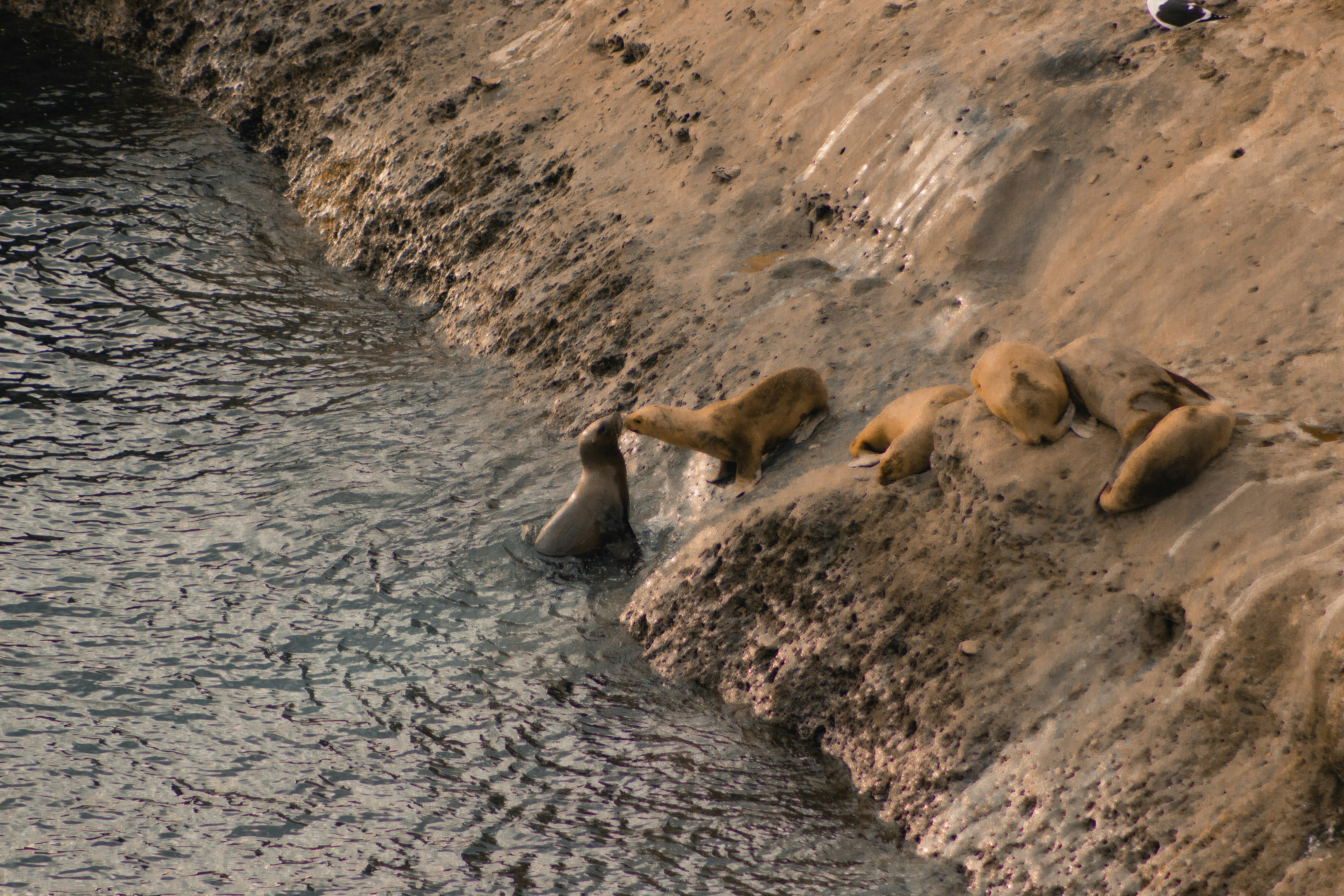 a group of sea lions lounging on the side of a cliff