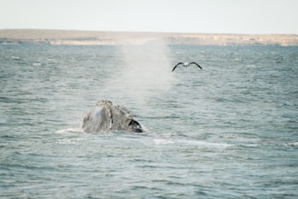 a humpback whale in the ocean with a bird flying over it