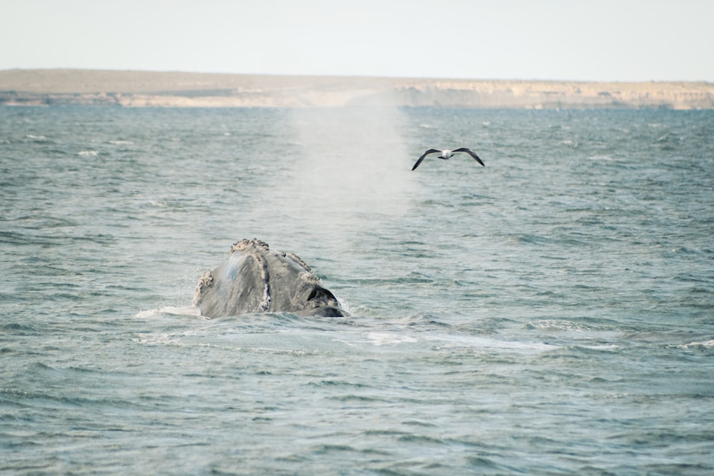 a humpback whale in the ocean with a bird flying over it