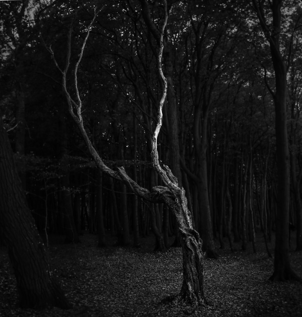 Un albero in una foresta